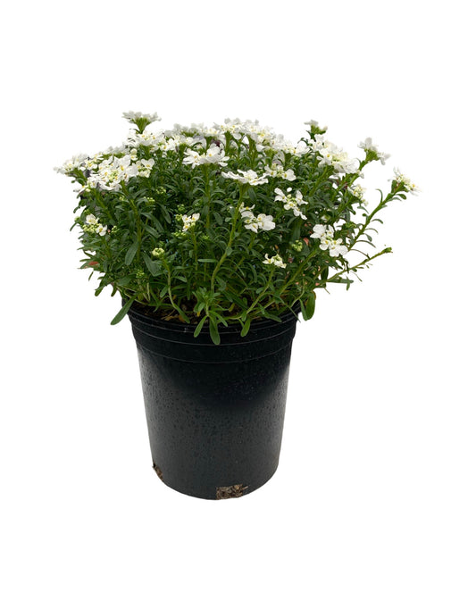 Iberis 'Snowsurfer™ 'Forte' - The Garden Corner