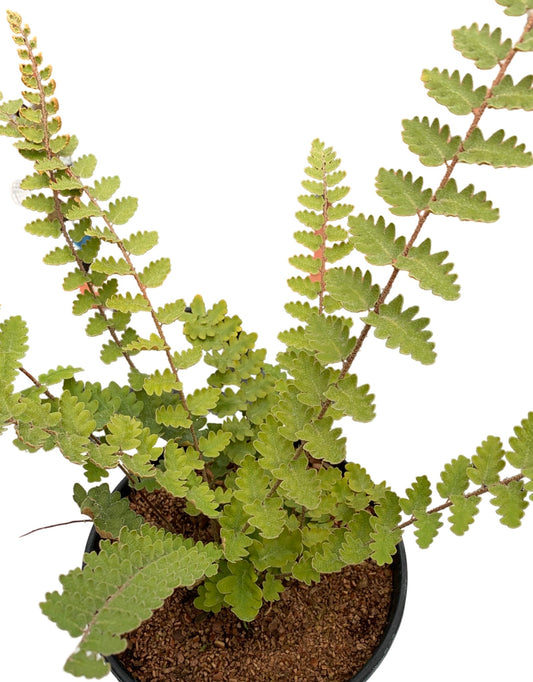 Cheilanthes sinuata