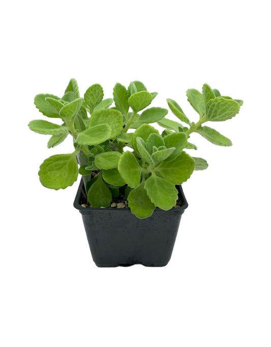 Plectranthus 'Cuban Oregano'