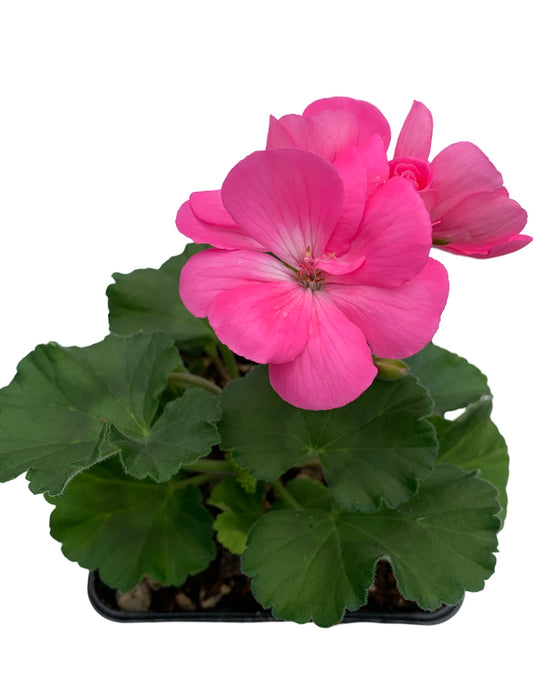 Geranium Zonal 'Moonlight Pink'