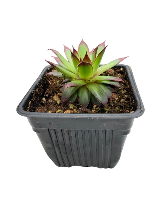 Sempervivum 'Black' - The Garden Corner