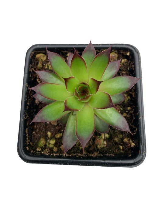 Sempervivum 'Black' - The Garden Corner