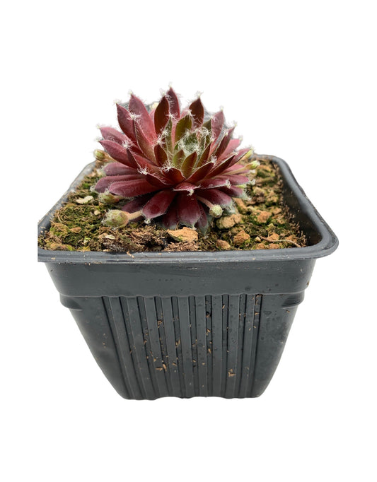 Sempervivum 'Jade Rose' - The Garden Corner