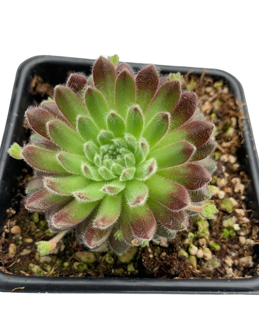 Sempervivum ‘Pacific Zoftic’