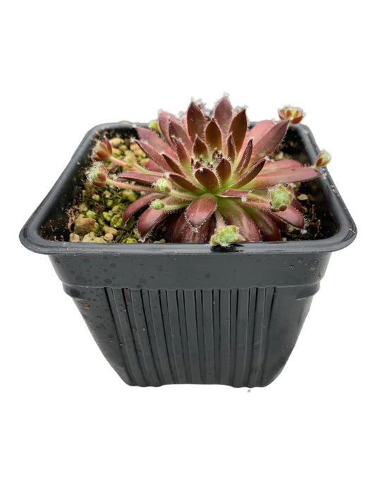 Sempervivum ‘Urmina’