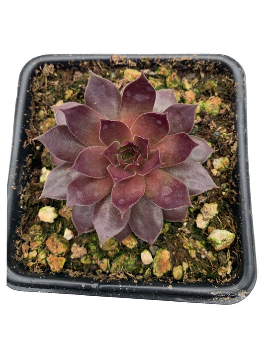 Sempervivum ‘Pacific Devil’s Food’