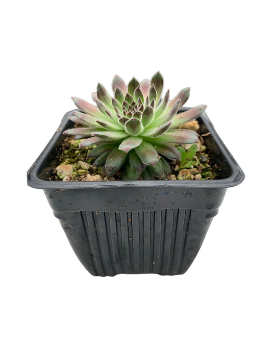 Sempervivum ‘Spirit of 76’