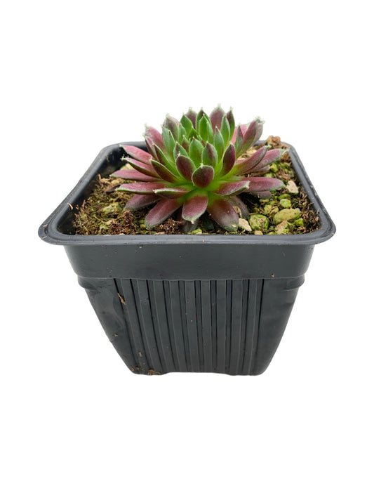 Sempervivum ‘Jeanne d’Arc’