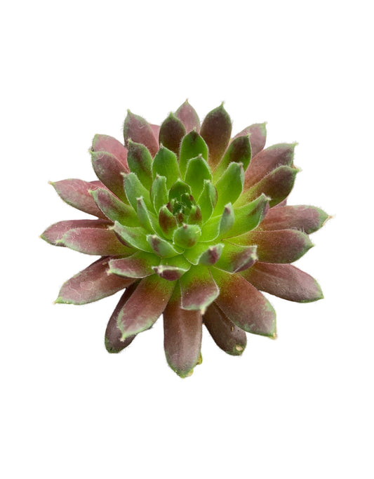 Sempervivum ‘Jeanne d’Arc’