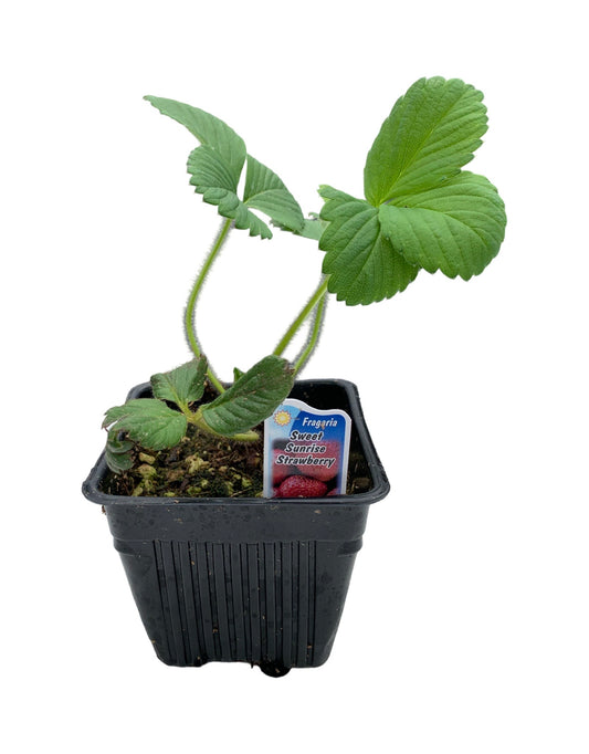 Strawberry ‘Sweet Sunrise’ - The Garden Corner