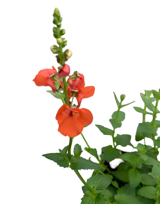 Diascia trinity 'Sunset'