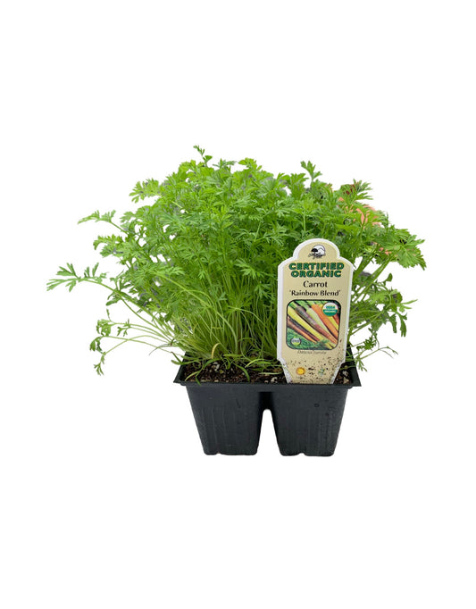 Carrot Organic 'Rainbow Mix' - Herbs and Vegetables