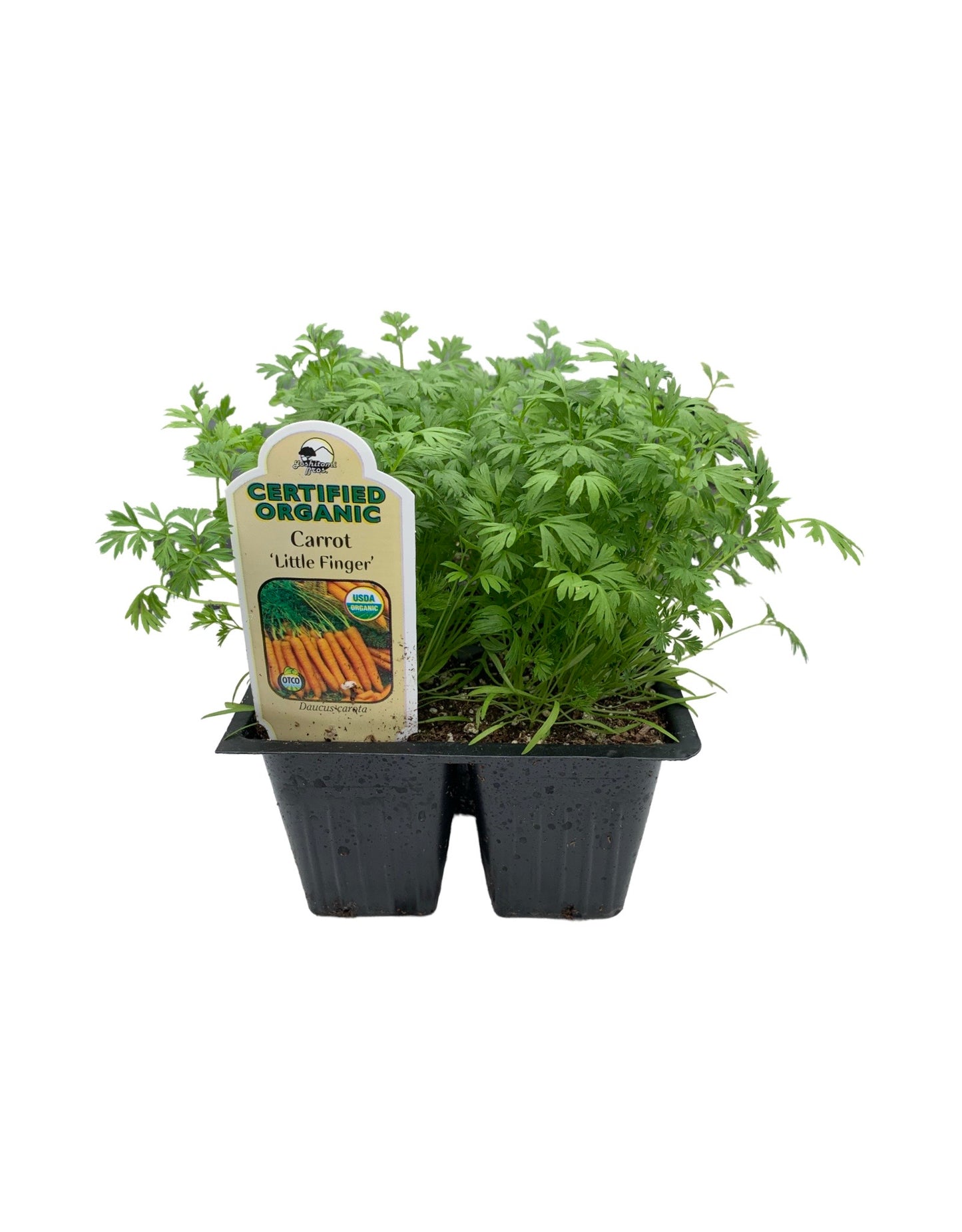 Carrot 'Little Finger' Organic - Herbs and Vegetables