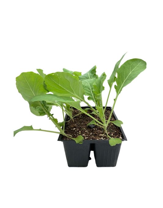 Cauliflower 'Snowcrown'