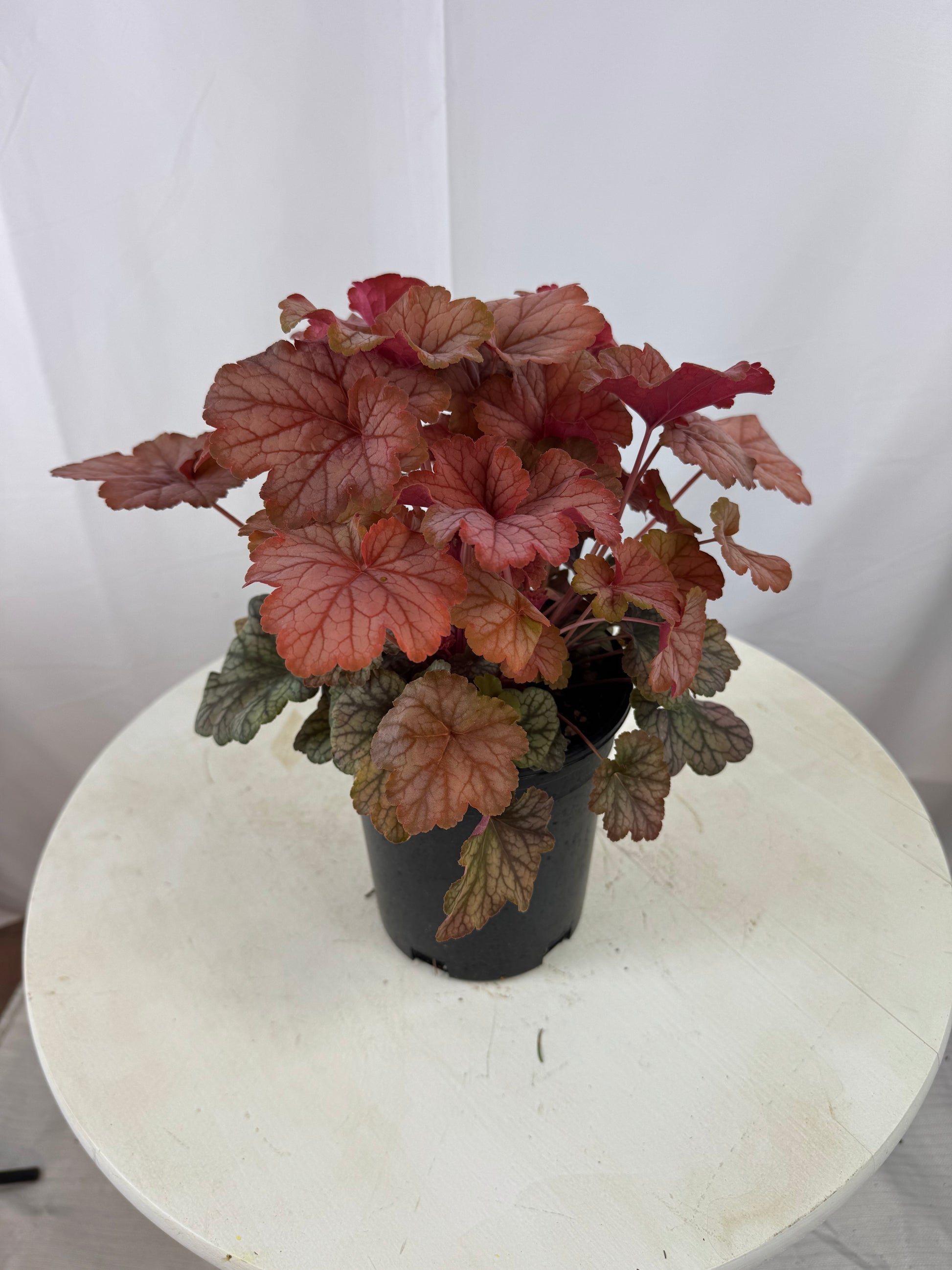Heuchera 'Changeling' – The Garden Corner