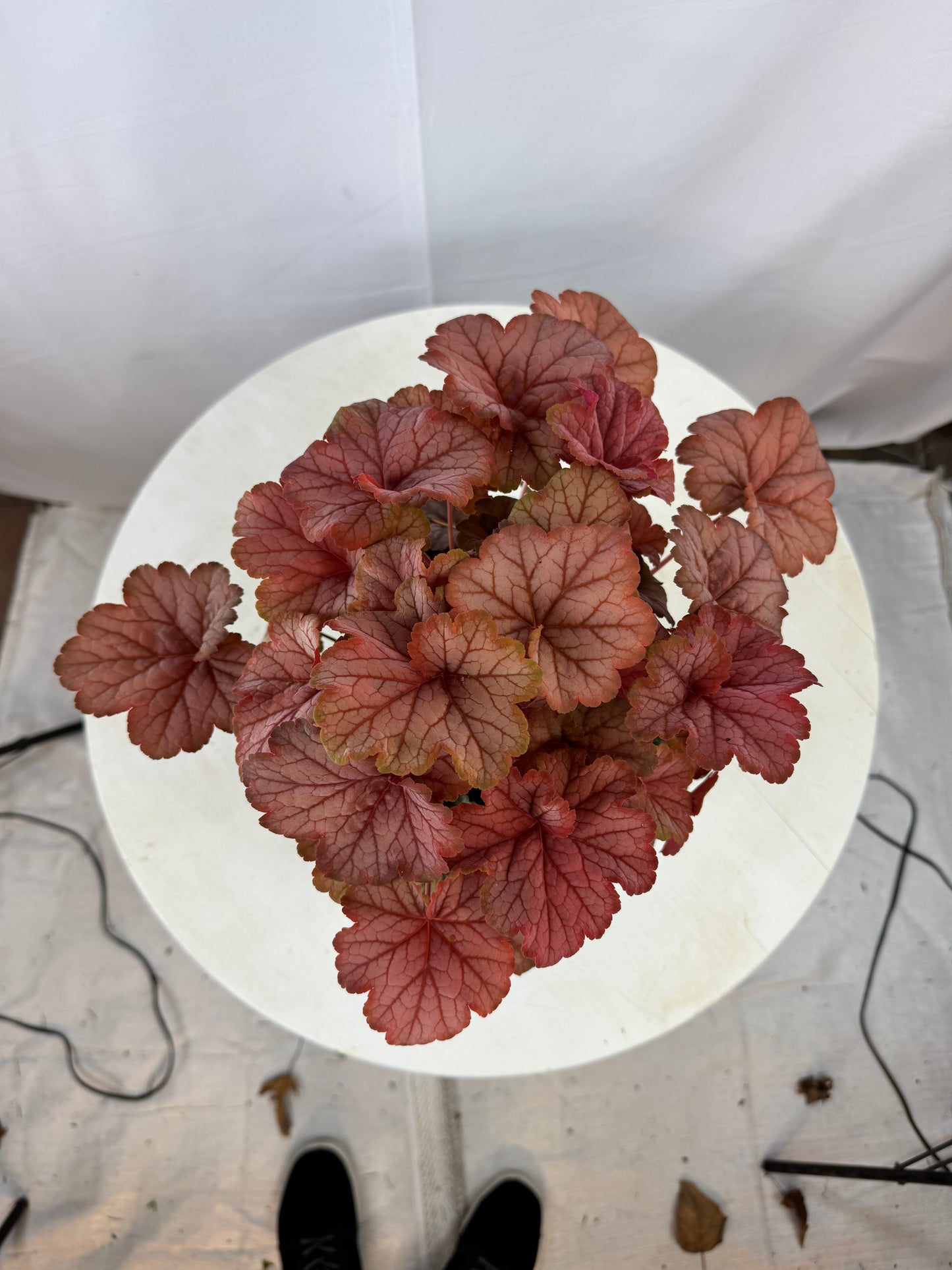 Heuchera 'Changeling' - Perennials