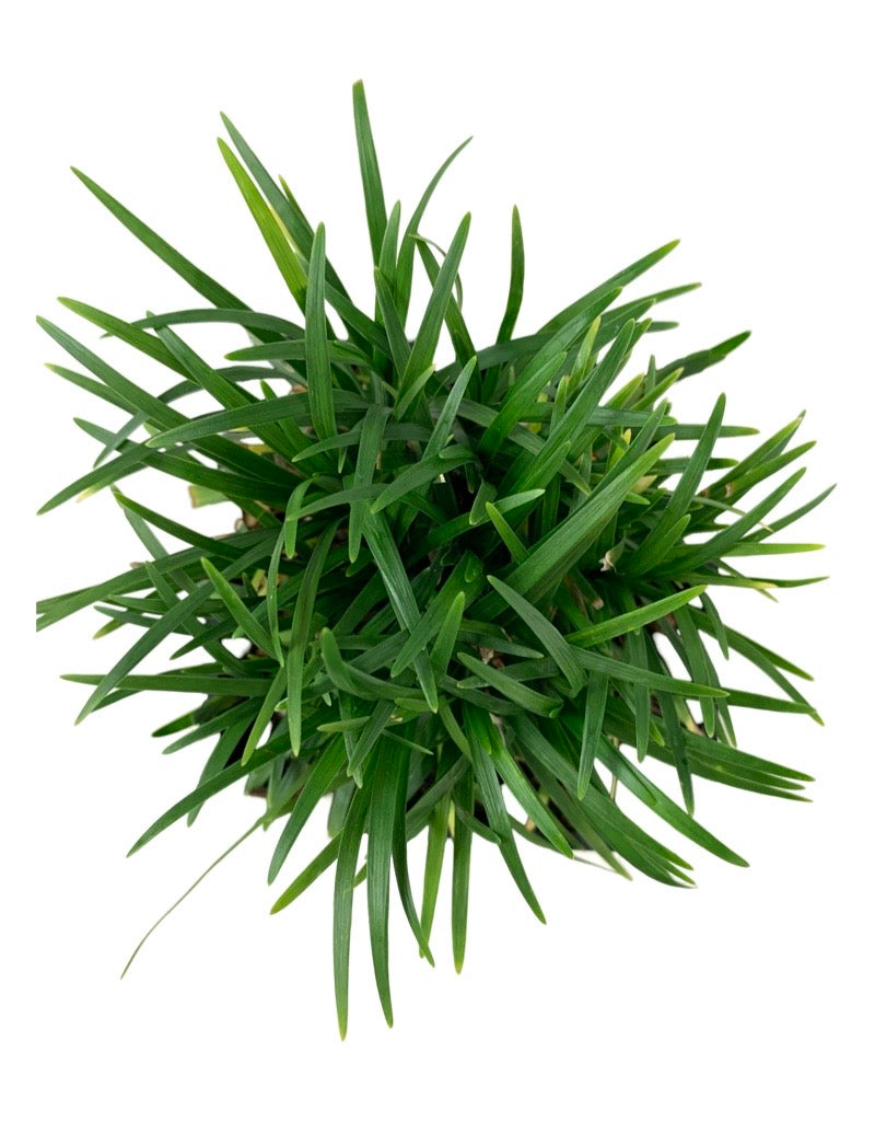 Ophiopogon japonicus 'Nana'