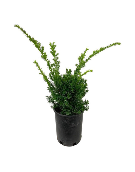 Taxus cuspidata 'Nana Aurescens' 1 Gallon - The Garden Corner