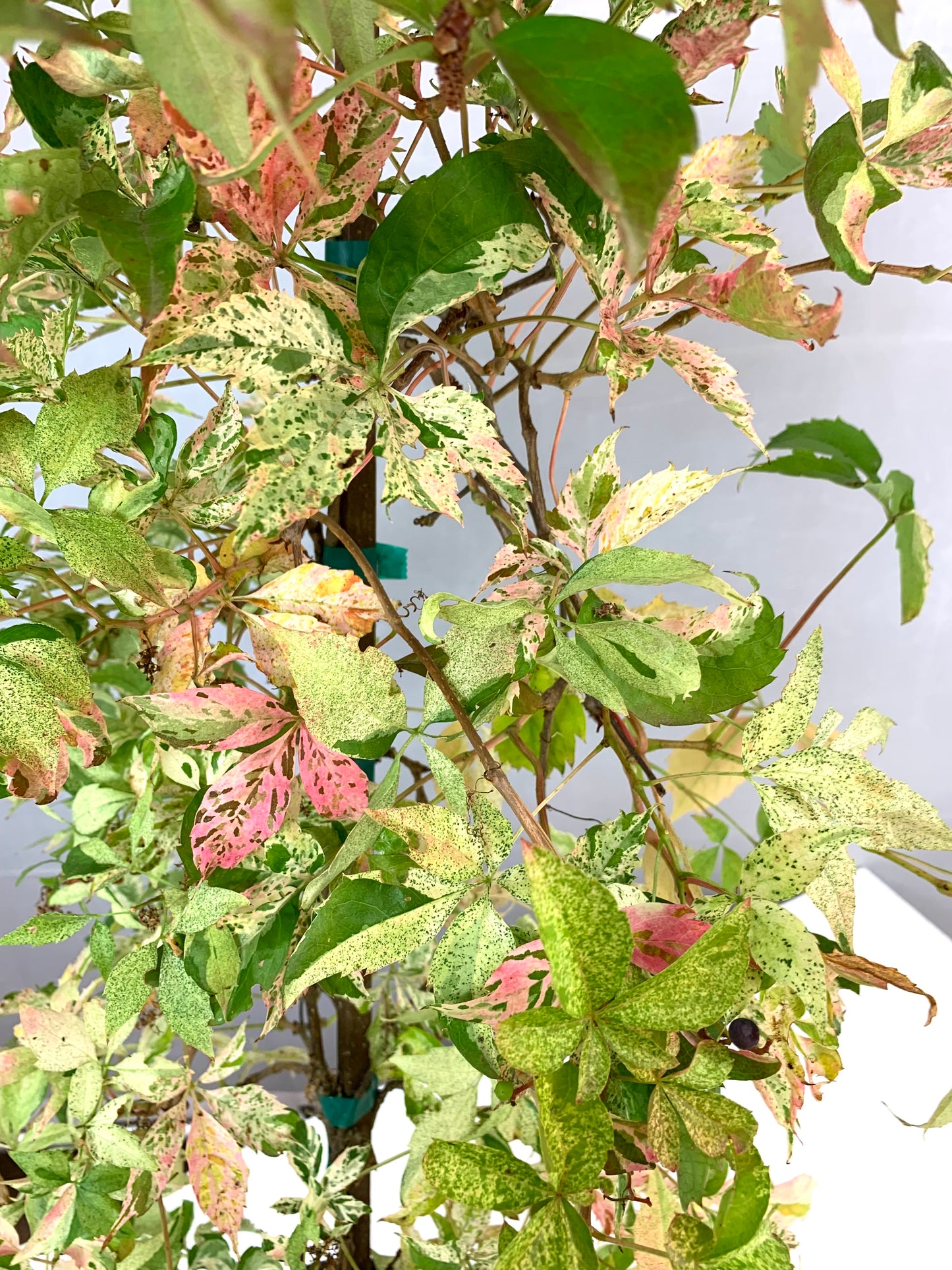 Parthenocissus quinquefolia 'Star Showers' 1 Gallon