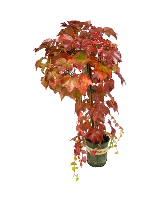 Parthenocissus t. 'Green Showers'