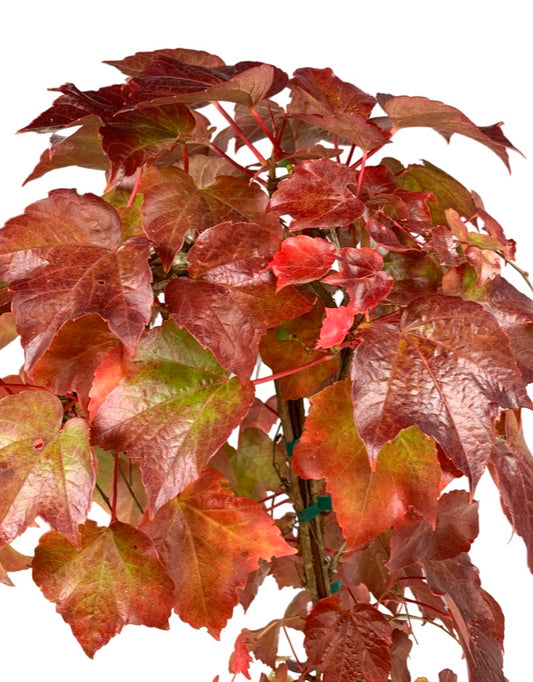Parthenocissus t. 'Green Showers'