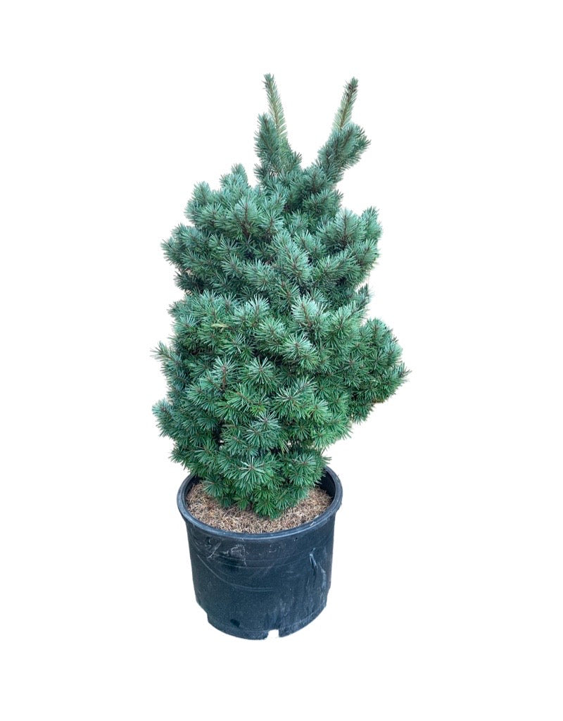 Pseudotsuga menziesii 'Les Barres'
