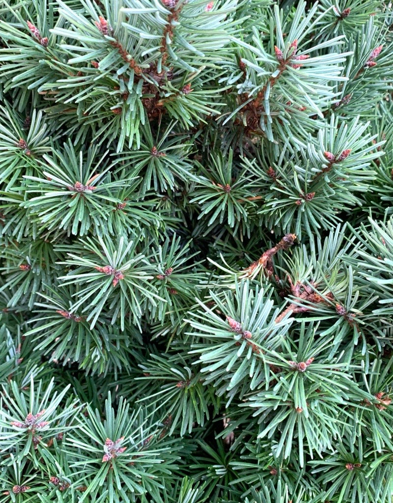 Pseudotsuga menziesii 'Les Barres'