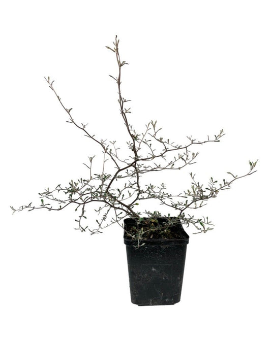 Corokia cotoneaster Quart - The Garden Corner