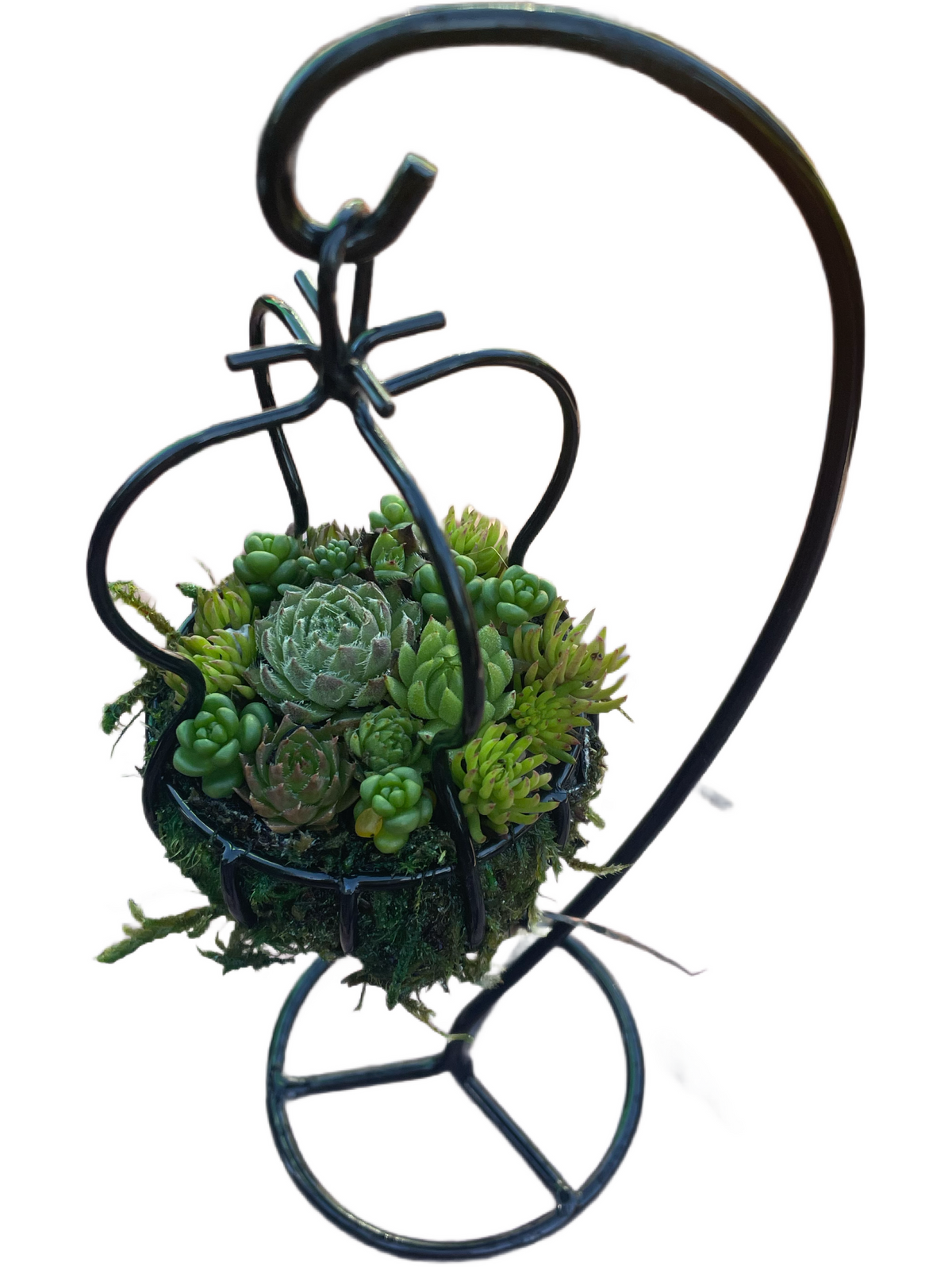 Arrange Our Smallest Hanging Basket Workshop - 2/2/25 - Workshops