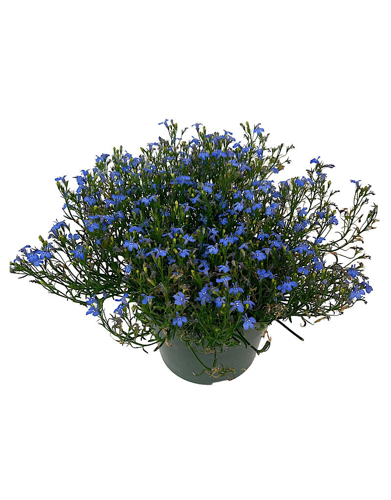 Lobelia 'Laguna Sky Blue'