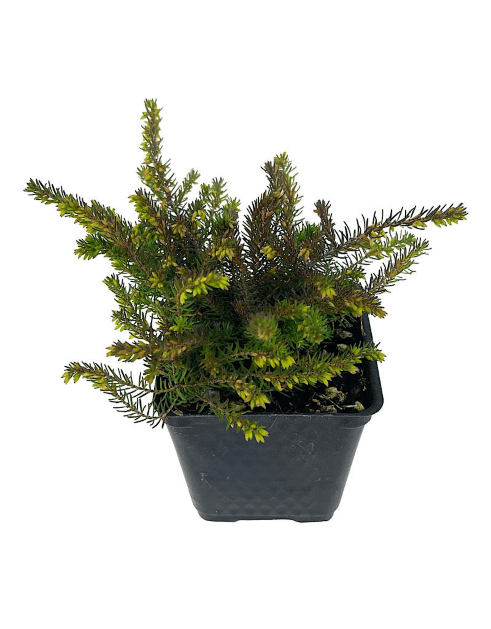 Erica darleyensis 'Kramer's Rote' - Shrubs