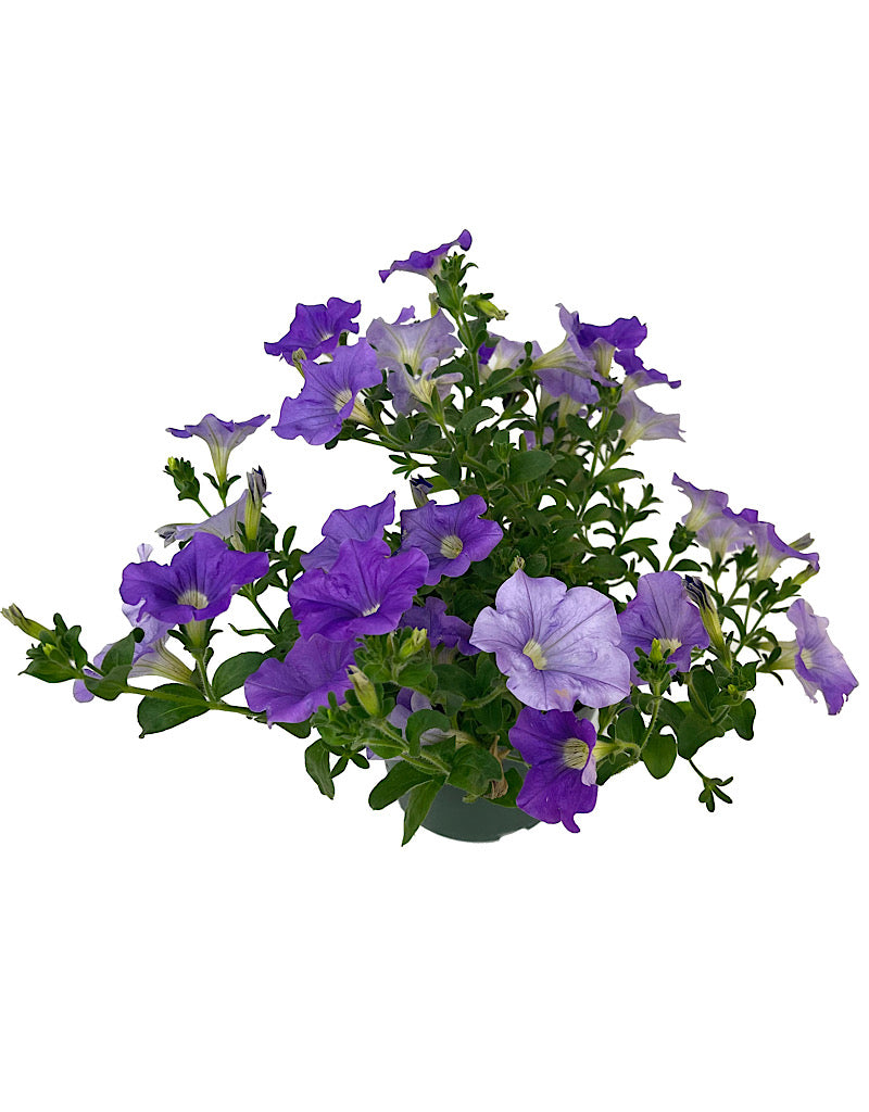 Petunia 'Surfinia Sky Blue'