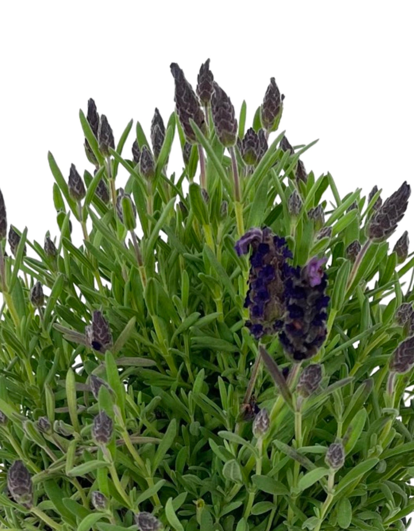Lavandula stoechas 'Compact Purple'