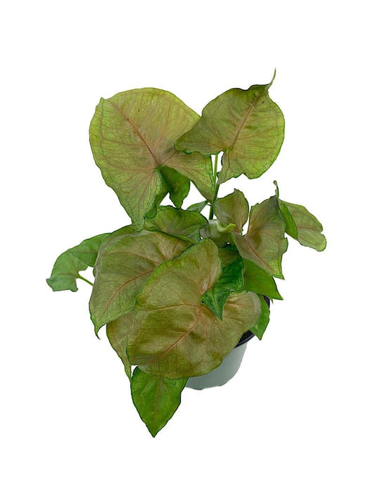 Syngonium podophyllum 'Candyberry' 4 inch - The Garden Corner