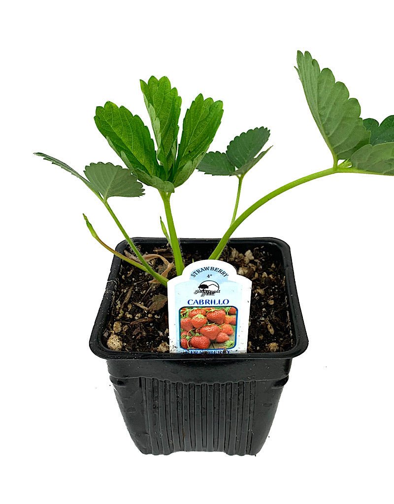 Strawberry 'Cabrillo' 4 inch - The Garden Corner