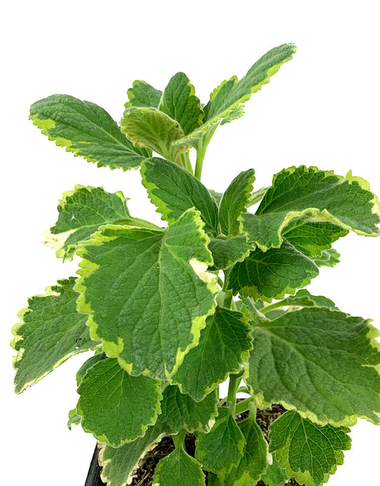Plectranthus ciliatus 'Lemon Twist' 4 Inch