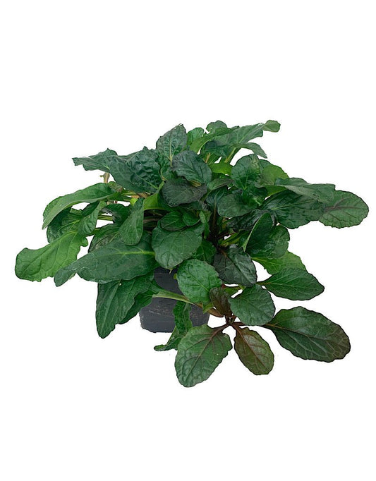 Ajuga reptans 'Bronze Beauty' 4 Inch - The Garden Corner