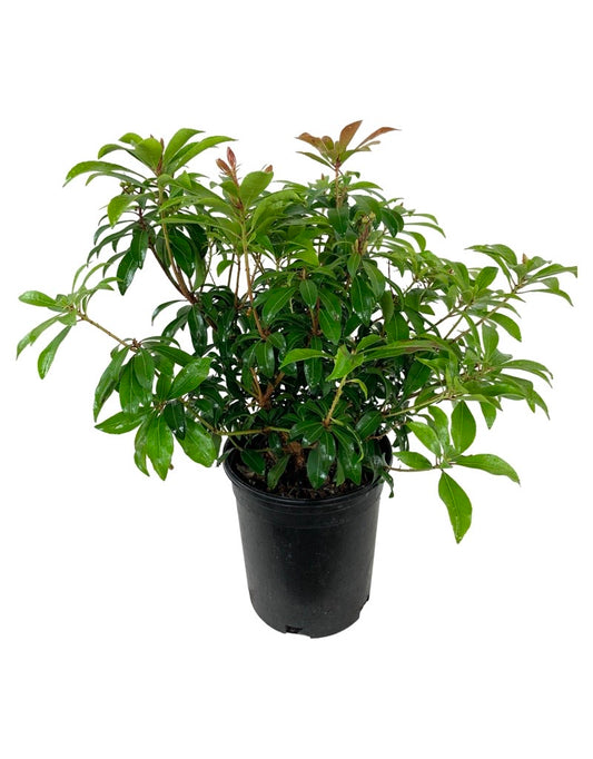 Pieris japonica 'Enchanted Forest Impish Elf'