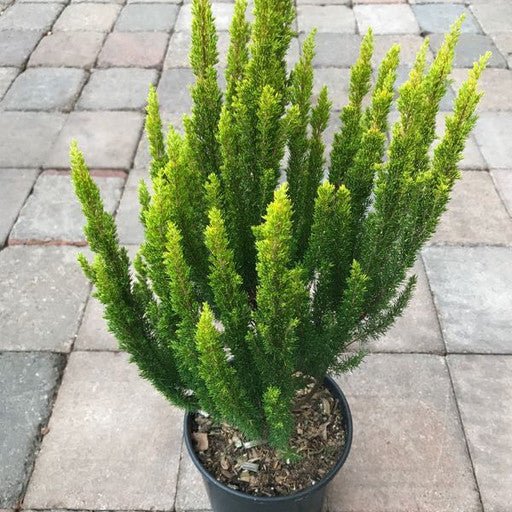 Erica arborea 'Golden Joy' - 1 gal - The Garden Corner