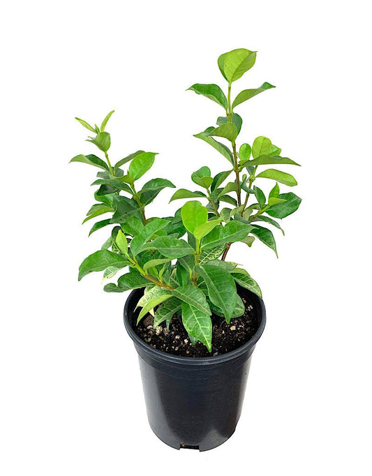 Trachleospermum 'Sassy Sarsparilla' 1 Gallon - The Garden Corner