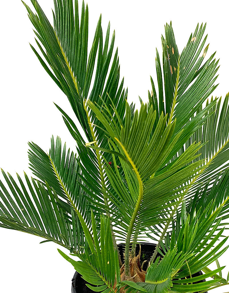Cycas revoluta  1 Gallon