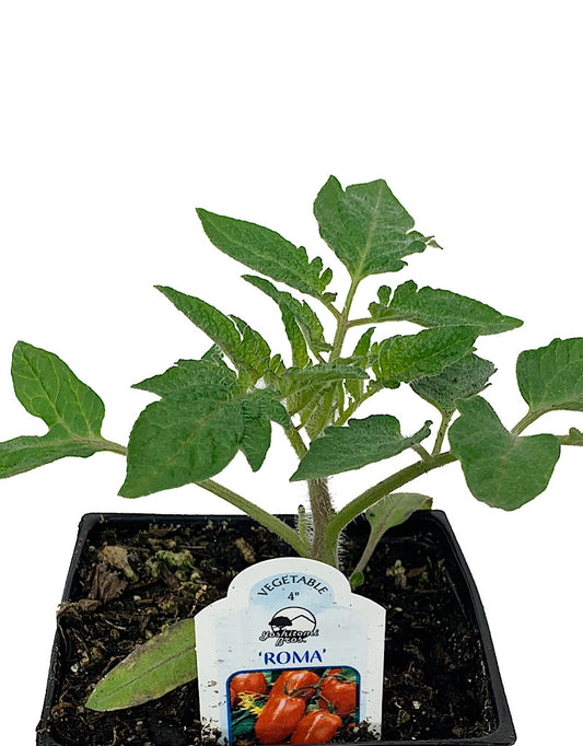 Tomato 'Roma'