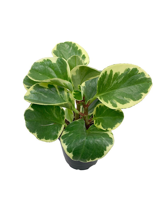 Peperomia obtusifolia Variegata - House Plants