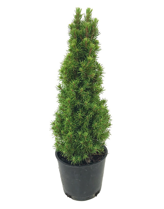 Picea glauca 'Jean's Dilly'