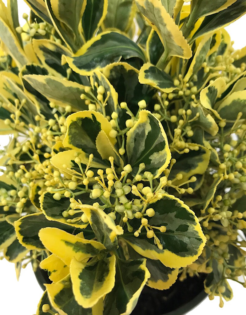 Euonymus japonicus 'Chollipo' 1 gal