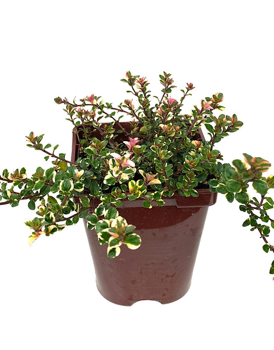 Thymus pulegioides 'Foxley' 4 inch - Perennials