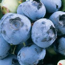 Vaccinium corymbosum Blueberry 'Duke' 1 Gallon