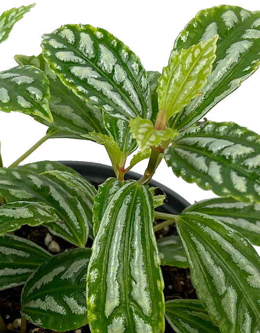 Pilea cadierei 4 inch - House Plants