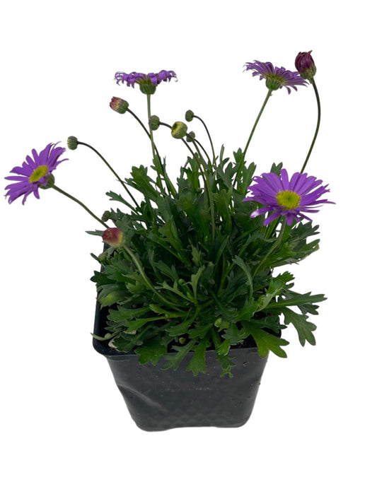 Brachyscome 'Fresco Purple'