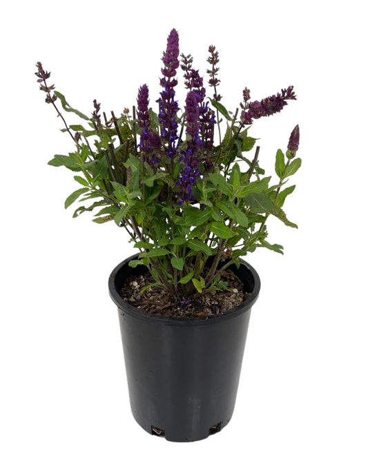 Salvia nemorosa 'Salvatore Blue' 1 Gallon - The Garden Corner